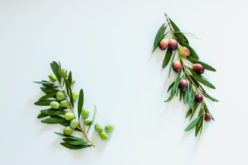 Ripe colorful dark and green olives on a branch. Copy space.
