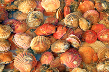 Fresh scallops in the market