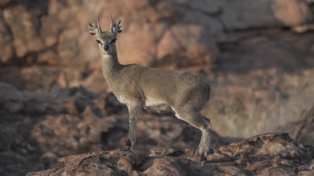 Klipspringer antilope in africa looking at the camera