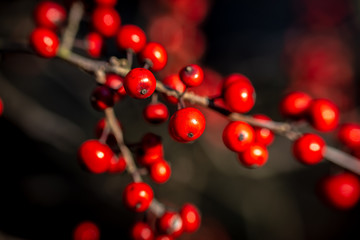Close-up Japanese Winterberry in fall season.