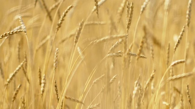 Close up of yellow barley plants in a wheat field at sunset