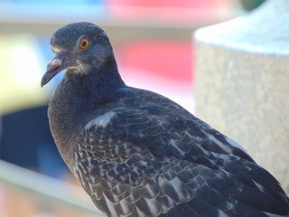 pigeon