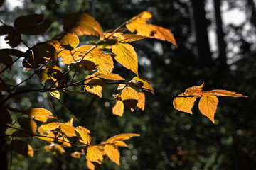 Sunlight shining on yellow leaves in the park
