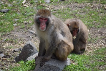 Gray monkey at the zoo looking Sad