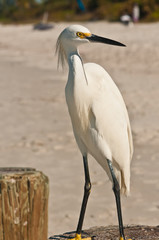 Front view, close distance of a single snowy egret standing on a sandy, tropical beach on the gulf of Mexico, on a sunny, winter day