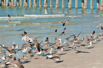 Front view, close distance of a flock of seagulls stirred up, standing a d flying, of a tropical, sandy, beach, shoreline with concrete pilings in background