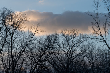 Fototapeta na wymiar Trees silhouetted against a blue sky