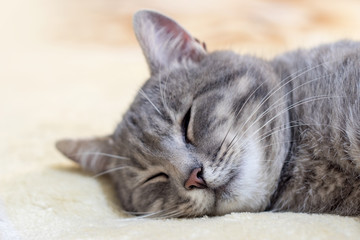 Portrait of grey cat sleeping on towel