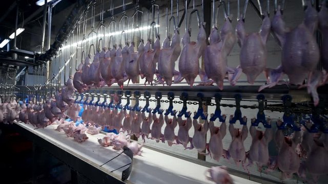 chicken factory process conveyor meat industrial line