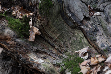 Texture of old tree trunks