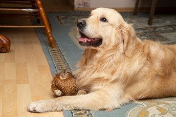 Happy Golden Retriever Dog at home in the family.