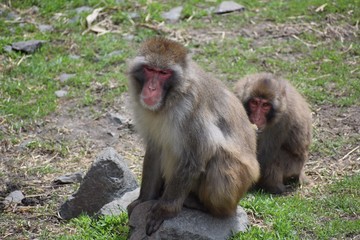 Gray monkey at the zoo looking Sad