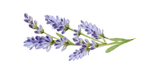 Lavender flowers watercolor illustration. Organic Lavandula herb stems with buds and green leaves close up illustration. Medical and aroma lilac herb botanical drawing. Isolated on white background.