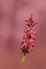 Deurstickers pink flowers on a pink background © anja