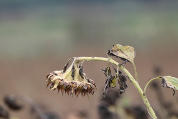 when the glory is over