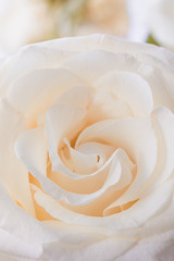 Beige rose flower petals macro background, toned