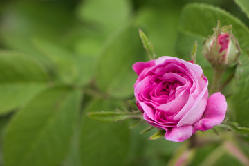 pink rose in the garden