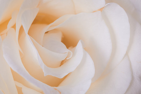 Beige rose flower petals macro background, toned