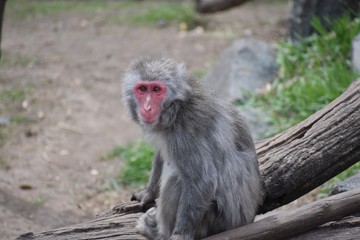 Naklejka premium Gray monkey at the zoo looking