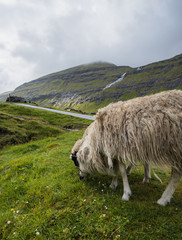 Ovejas en Saksun, Isla de Streymoy, Islas Feroe