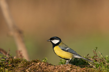 Beautiful nature scene with Great tit (Parus major). Wildlife shot of Great tit (Parus major) on branch. Great tit (Parus major) in the nature habitat.