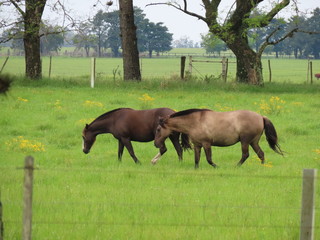 horse and foal