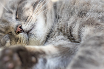 Portrait of grey cat sleeping on towel