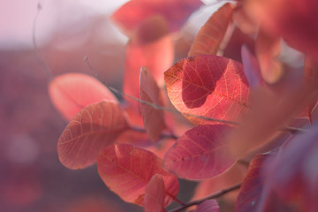 Autumn red leaves blurred abstract colorful background