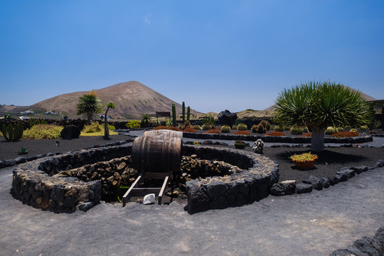 El Grifo wine yards on black volcanic rocks on Lanzarote