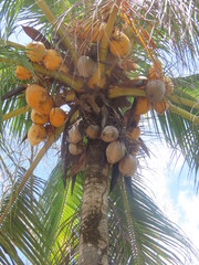 coconuts on a tree