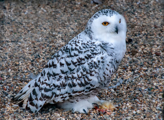 A full body shot of a Snowy Owl (Nyctea scandiaca)