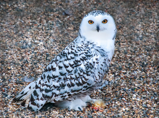 A full body shot of a Snowy Owl (Nyctea scandiaca)