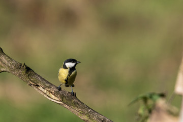 Naklejka premium Beautiful nature scene with Great tit (Parus major). Wildlife shot of Great tit (Parus major) on branch. Great tit (Parus major) in the nature habitat.