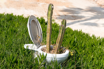 Sharp painful cactus growing inside a white toilet pot. Pain and irritation, hemorrhoid concept