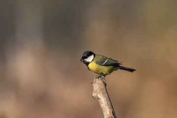 Obraz premium Beautiful nature scene with Great tit (Parus major). Wildlife shot of Great tit (Parus major) on branch. Great tit (Parus major) in the nature habitat.