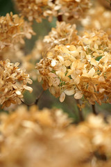 Withered hydrangea flowers in the autumn in the garden