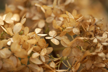 Withered hydrangea flowers in the autumn in the garden