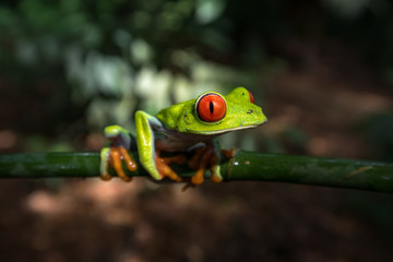 Costa Rican Red Eyed Treefrog (Agalychnis callidryas). Frogs Heaven, Costa Rica, Central America.