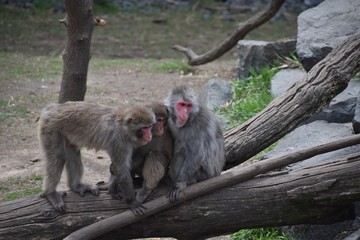 Three monkeys at the zoo 