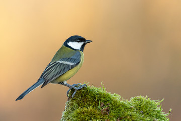 Fototapeta premium Beautiful nature scene with Great tit (Parus major). Wildlife shot of Great tit (Parus major) on branch. Great tit (Parus major) in the nature habitat.