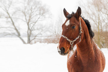 Obraz na płótnie Canvas horse on a snowy winter day
