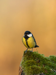 Beautiful nature scene with Great tit (Parus major). Wildlife shot of Great tit (Parus major) on branch. Great tit (Parus major) in the nature habitat.