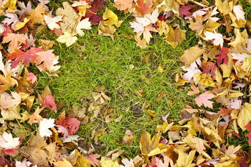 a carpet of fallen dry rustling yellow red leaves. autumn background, screensaver, copy space.