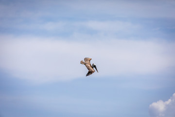 Brown pelican in flight over the blue  sea. Island Saona.