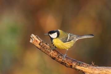 Beautiful nature scene with Great tit (Parus major). Wildlife shot of Great tit (Parus major) on...