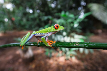 Costa Rican Red Eyed Treefrog (Agalychnis callidryas) on a tree branch. Frogs Heaven, Costa Rica, Central America.