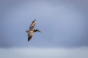 Brown pelican in flight over the blue  sea. Island Saona.