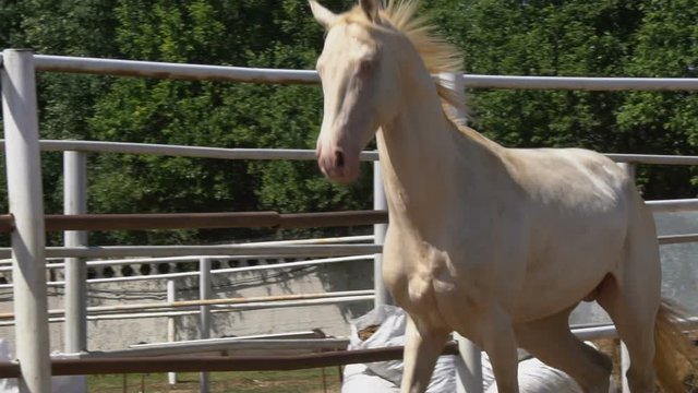 Beautiful akhal-teke stallion running in paddock