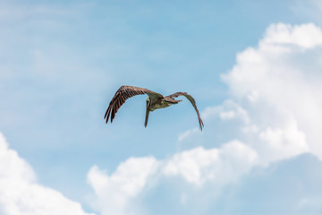 Brown pelican in flight over the blue  sea. Island Saona.