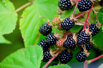 Blackberries on a green branch. Ripe blackberries. Delicious black berry growing on the bushes....
